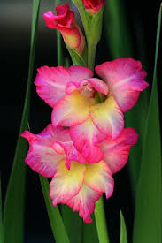 Gladiolus Https Www Pinterest Com Lahana Flowers Gladiolus Flower Gladiolus Flower Pictures Flowers