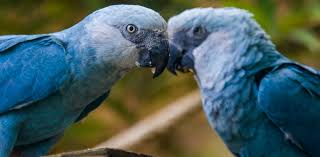 Check spelling or type a new query. Des Especes D Oiseaux Font Face A L Extinction Cent Fois Plus Vite Que Prevu