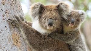 Only a few inches long. Erstes Koala Baby Nach Buschbranden In Australien Geboren