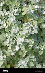 Image result for Helichrysum lastii