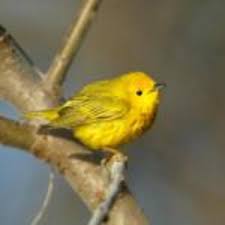 With stan tekiela's famous field guide, bird identification is simple and informative. For The Birds Massachusetts Watches Migratory Songbirds Public News Service