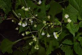 Image result for Adenostemma