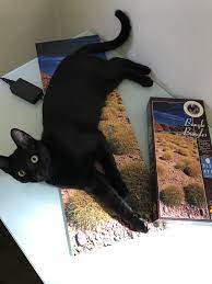 Thank You So Much For Your Contribution Cat Care Cats Black Cat