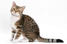 The American Wirehair Cat Ultimate Guide [ 2020 ]