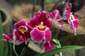Miltoniopsis Pansy Orchid Tips On Caring For Pansy Orchids Miltonia Orchid Pansies Growing Orchids