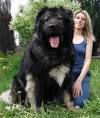 Full List of Mastiff Dog Breeds - American Kennel Club