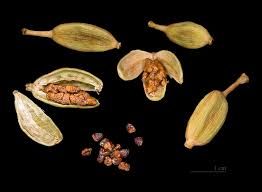 Biji selasih punya kandungan zat besi yang baik untuk kualitas darah sekaligus mencegah anemia. Buah Pelaga Wikipedia Bahasa Melayu Ensiklopedia Bebas