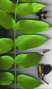 Image result for Cedrela