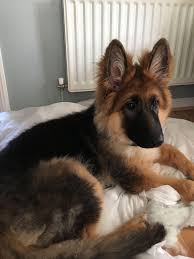 Since the long hair gene is a recessive gene, if two short coated german shepherds are bred, it is still possible for them to produce puppies with long. Pin On German Shepherd