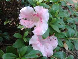This flower was symbol for this trait and everyone associated with it were considered to carry this trait in them. Azalea Gardening In The Panhandle