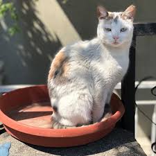 Tanismiyoruz Karsilikli Sevgi Gosterdik O Kadar Kedi Cats Kediler In 2020 Cats Animals
