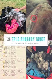 How To Survive Tplo Surgery Recovery Dog Acl Injury Hip Surgery Recovery Surgery Recovery Acl Surgery Recovery