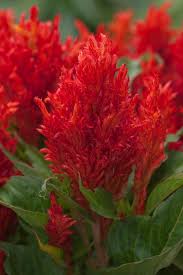 Image result for Celosia
