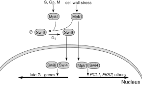 Jul 04, 2020 · plant cell diagram. Cell Wall Integrity Signaling In Saccharomyces Cerevisiae Microbiology And Molecular Biology Reviews