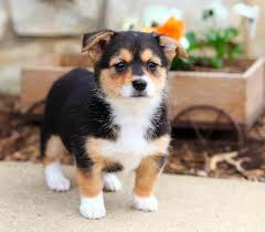 Effective immediately, luxury puppies is proud to offer free home delivery for all puppies purchased online. Corgi Mix For Sale Off 70 Www Usushimd Com