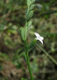 Image result for Buchnera leptostachya