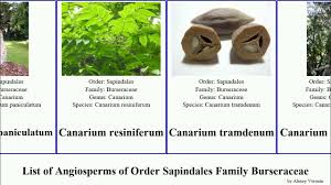 Image result for Commiphora angolensis