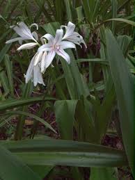 Image result for Crinum harmsii