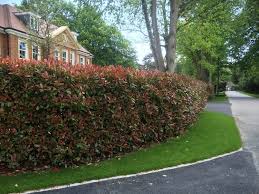 Check out these top picks for flowering shrubs that you can are your plants not looking as lush and colorful as you hoped? Photinia Hedges Plants Trees 2018 Growers Guide