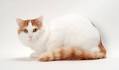 Turkish Angora Cat Breed Profile | Petfinder