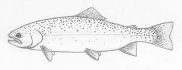 Zoe samuel 5 min quiz when a rainbow is born, no ma. 26 Best Ideas For Coloring Brook Trout Coloring Page