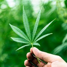 Does Marijuana Cause Weight Loss