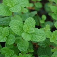 Submitted 4 years ago by quixologist. Menta X Mojito Mojito Mint From Prides Corner Farms