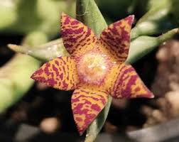 Image result for Orbea schweinfurthii