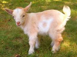 Cute Kid Goat Brown Baby White 1024x768 Goats Pygmy Goat Baby Goats