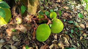 Jackfruit Tree On Roots Youtube