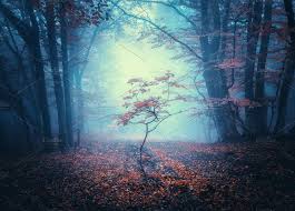 Beautiful Dark Mystical Forest Colorful Landscape Mystical Forest Foggy Forest