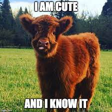 I Am Cute Memes Gifs Imgflip