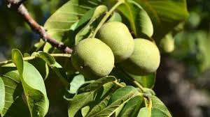 Arbre Fruitier Cerisier Pommier Framboisier Poirier Figuier Cote Maison