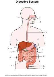 Anatomy Digestive System Diagram Quizlet