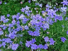 Image result for Wahlenbergia