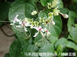 Image result for Clerodendrum umbellatum
