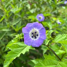 Image result for Nicandra physalodes
