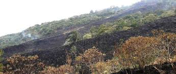 National accounts main aggregates database. Api Di Kawasan Gunung Ciremai Berhasil Dipadamkan Bingkaiwarta