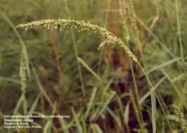 Image result for Sacciolepis indica