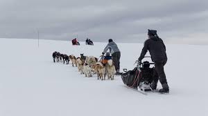 Le prix pour lequel ils concourent, lui, est comparable à celui des courses les plus prestigieuses au monde. Chiens De Traineau Ballon D Alsace