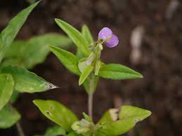 Image result for Polygala persicariifolia