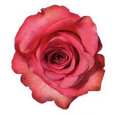 Transparent Tumblr Pesquisa Do Google Imagens De Flores Decoracao Dia Das Maes Rosas