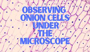 I observe the cells using inverted confocal fluorescent microscope. Observing Onion Cells Under The Microscope Microscope Club