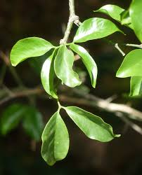 Image result for Balanites maughamii