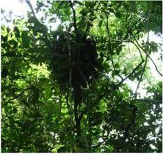 Image result for Sarcophrynium schweinfurthianum