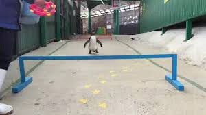 Have you ever seen a penguin in the sea? Have You Ever Seen A Penguin Do Parkour Well You Have Now Cute Animals Funny Animals Funny Animal Pictures