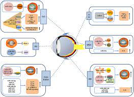 Browse the internet in an environment specifically designed for android devices. Frontiers Micrornas And Autoimmune Mediated Eye Diseases Cell And Developmental Biology