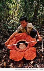 20 Plants That Could Be In A Science Fiction Movie Unusual Flowers Rare Flowers Strange Flowers