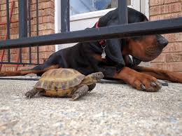 Accidentally left our Russian tortoise out in the garden. We've had him for  over five years