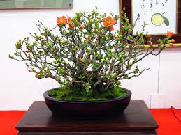 And 'jet trail,' a white shrub to 3 feet tall. Bonsai Bark Promoting And Expanding The Bonsai Universe Page 181